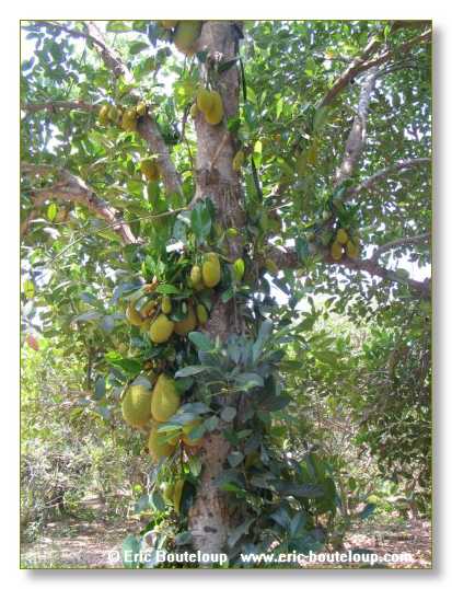 320_Splendeurs_d_Indochine_2005_02_03