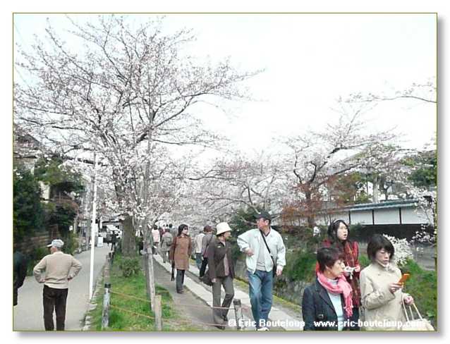 073_JAPON_Kyoto_meditation_Zen_et_Sakura_April_2008