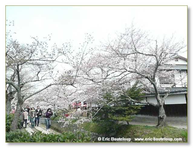 075_JAPON_Kyoto_meditation_Zen_et_Sakura_April_2008