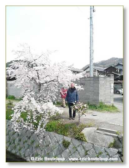 078_JAPON_Kyoto_meditation_Zen_et_Sakura_April_2008
