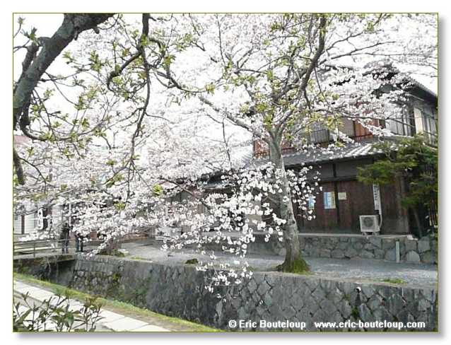079_JAPON_Kyoto_meditation_Zen_et_Sakura_April_2008