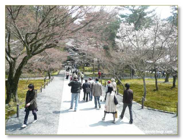 084_JAPON_Kyoto_meditation_Zen_et_Sakura_April_2008