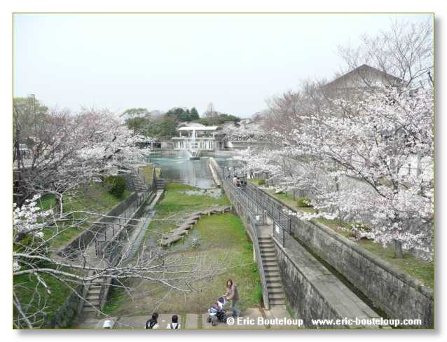 119_JAPON_Kyoto_meditation_Zen_et_Sakura_April_2008
