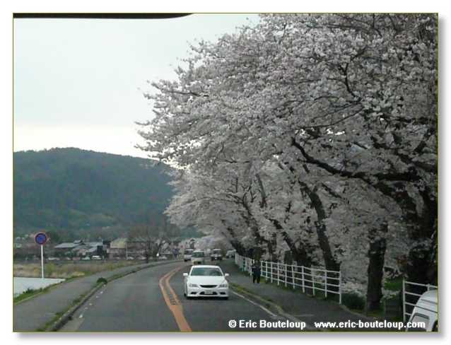 297_JAPON_Kyoto_meditation_Zen_et_Sakura_April_2008