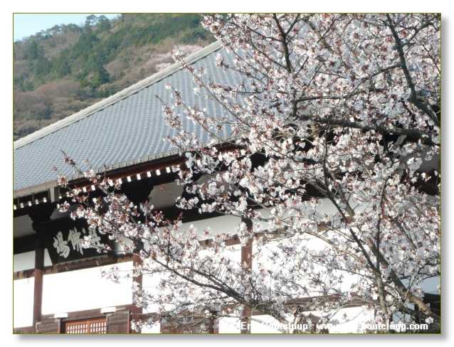 329_JAPON_Kyoto_meditation_Zen_et_Sakura_April_2008