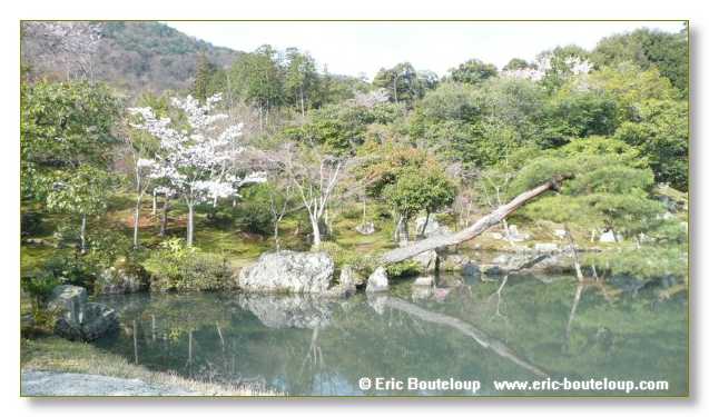 333_JAPON_Kyoto_meditation_Zen_et_Sakura_April_2008