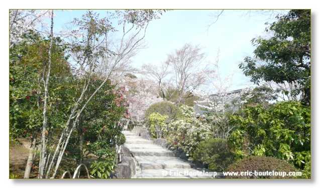339_JAPON_Kyoto_meditation_Zen_et_Sakura_April_2008
