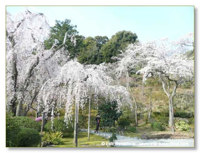 340_JAPON_Kyoto_meditation_Zen_et_Sakura_April_2008