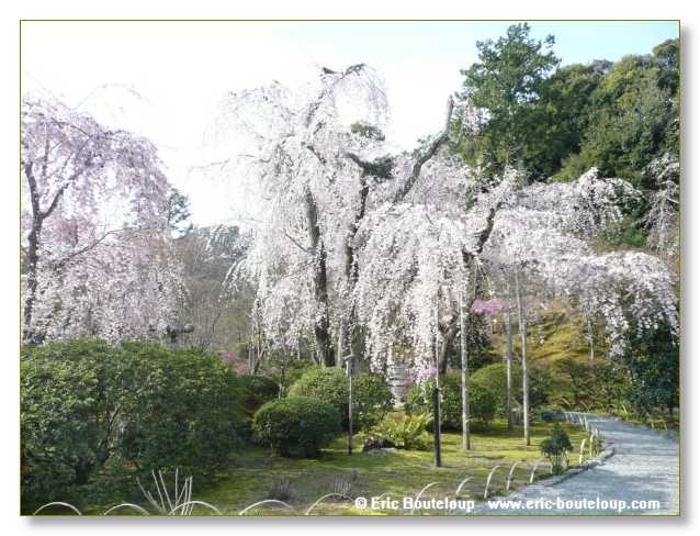 341_JAPON_Kyoto_meditation_Zen_et_Sakura_April_2008