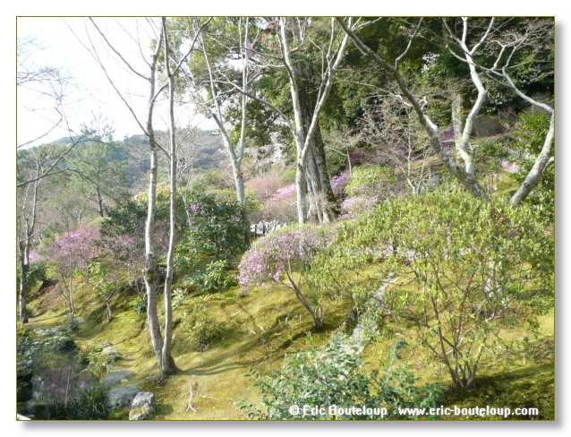 343_JAPON_Kyoto_meditation_Zen_et_Sakura_April_2008