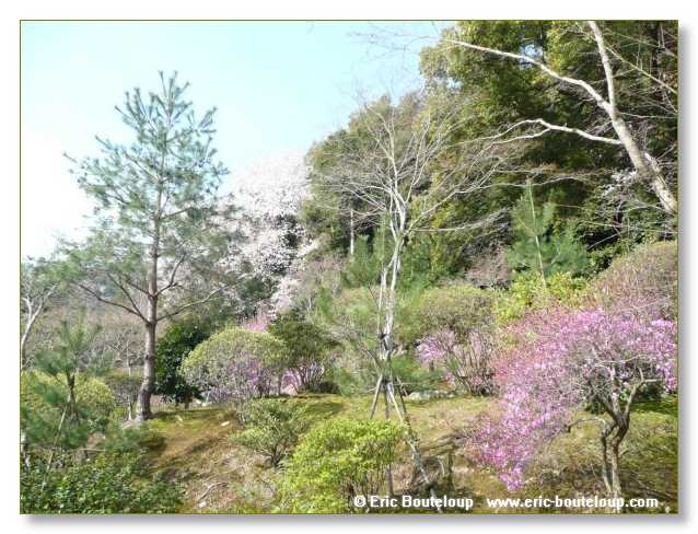 344_JAPON_Kyoto_meditation_Zen_et_Sakura_April_2008