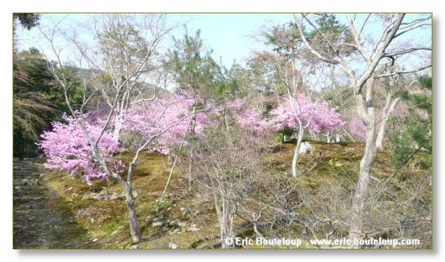 350_JAPON_Kyoto_meditation_Zen_et_Sakura_April_2008