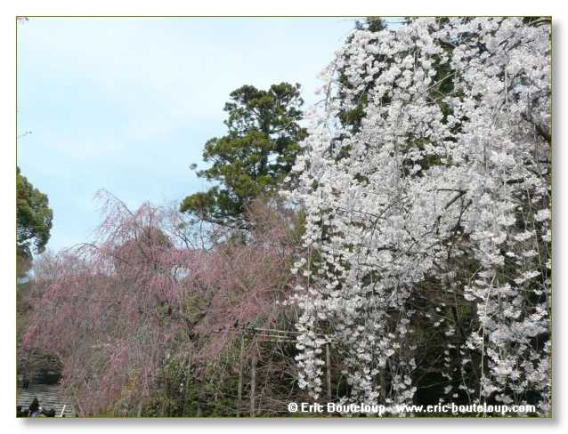 368_JAPON_Kyoto_meditation_Zen_et_Sakura_April_2008