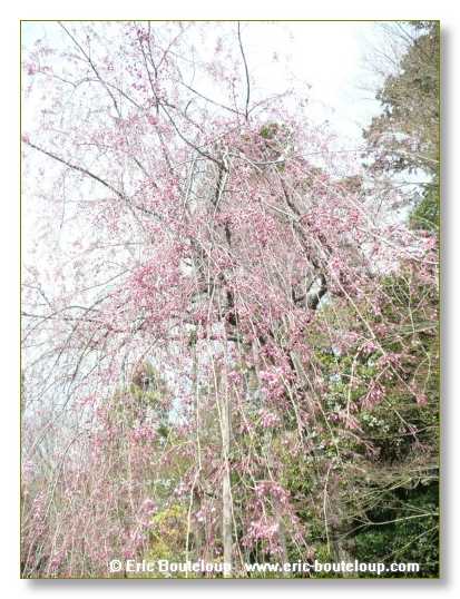 369_JAPON_Kyoto_meditation_Zen_et_Sakura_April_2008