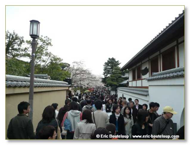 401_JAPON_Kyoto_meditation_Zen_et_Sakura_April_2008
