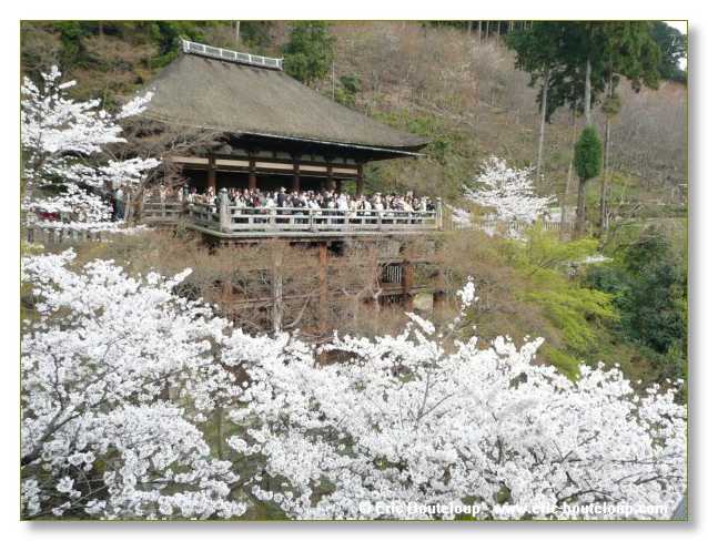 423_JAPON_Kyoto_meditation_Zen_et_Sakura_April_2008