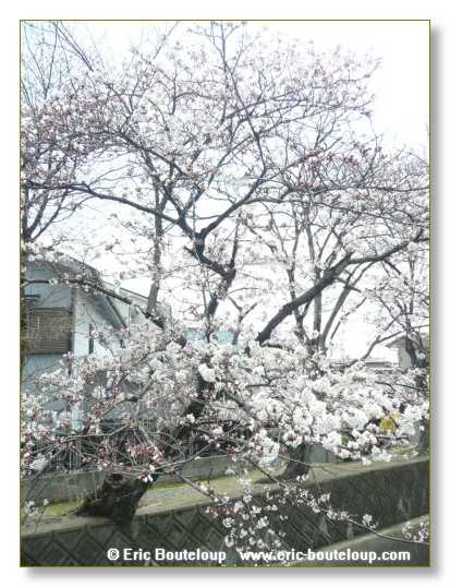 500_JAPON_Kyoto_meditation_Zen_et_Sakura_April_2008