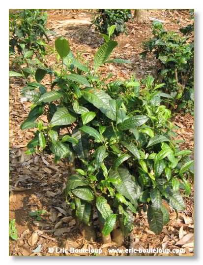 016_MEKONG_Secrets_du_Mekong