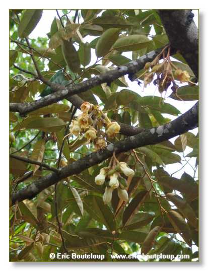 017_MEKONG_Secrets_du_Mekong