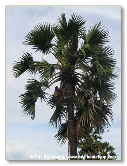 277_MEKONG_Secrets_du_Mekong