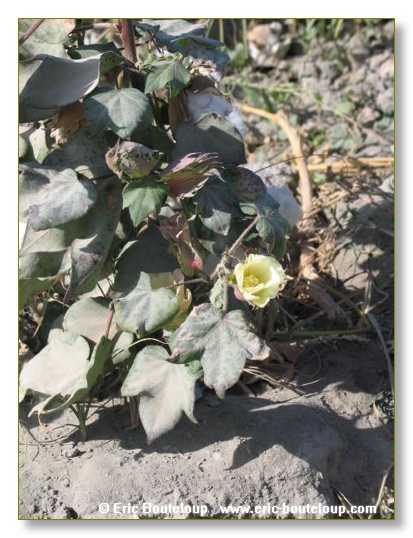 458_OUZBEKISTAN_2004_Boukhara