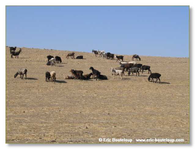 782_OUZBEKISTAN_2004_Chakri_Chab