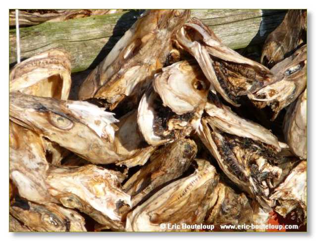 159_SCANDINAVIE_2006