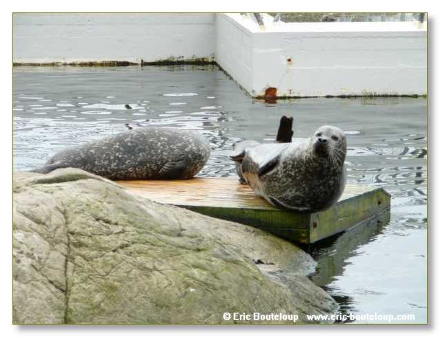 189_SCANDINAVIE_2006