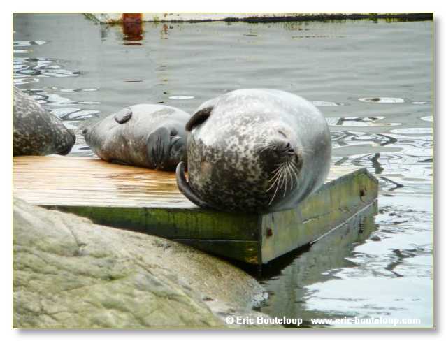 190_SCANDINAVIE_2006