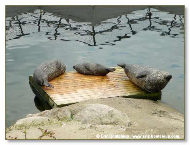 191_SCANDINAVIE_2006