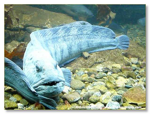 193_SCANDINAVIE_2006