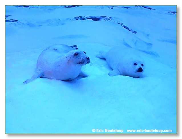 210_SCANDINAVIE_2006