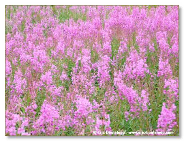 222_SCANDINAVIE_2006