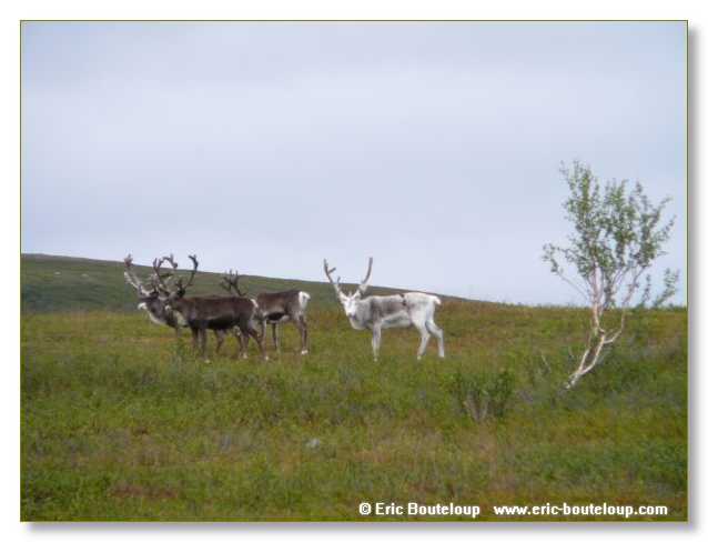 229_SCANDINAVIE_2006