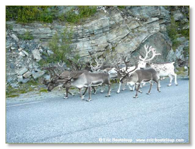 231_SCANDINAVIE_2006