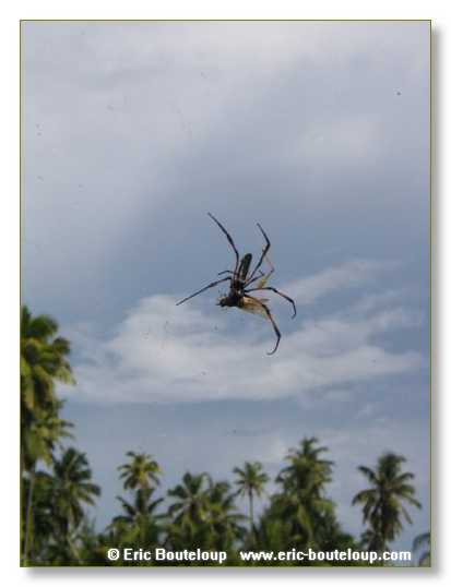 003_SEYCHELLES_2005_Mahe_