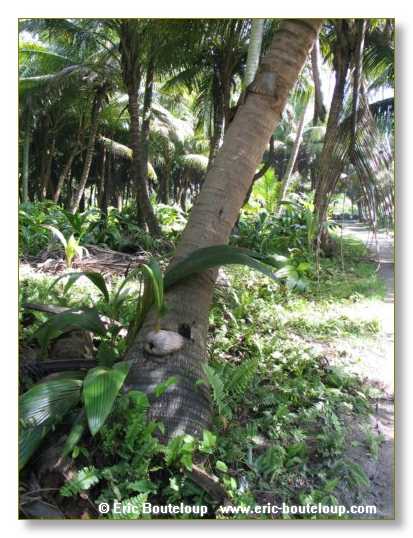 004_SEYCHELLES_2005_Mahe_