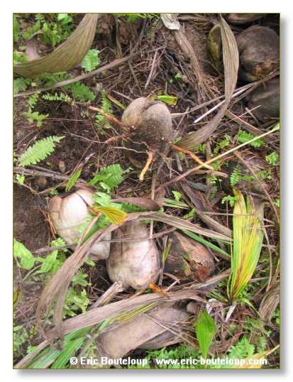 018_SEYCHELLES_2005_Mahe_