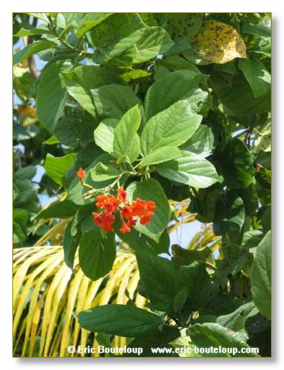 020_SEYCHELLES_2005_Mahe_