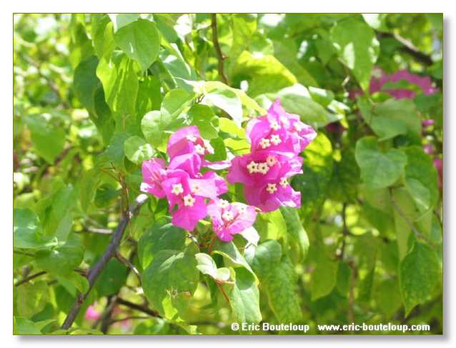 022_SEYCHELLES_2005_Mahe_