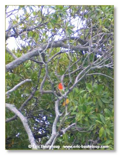 042_SEYCHELLES_2005_Mahe_