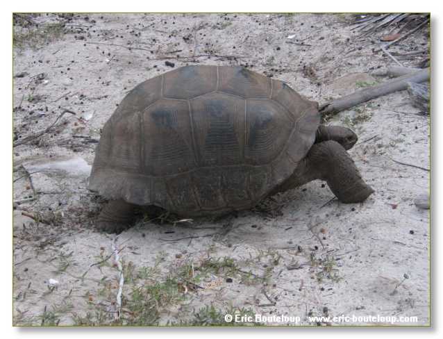 049_SEYCHELLES_2005_Mahe_