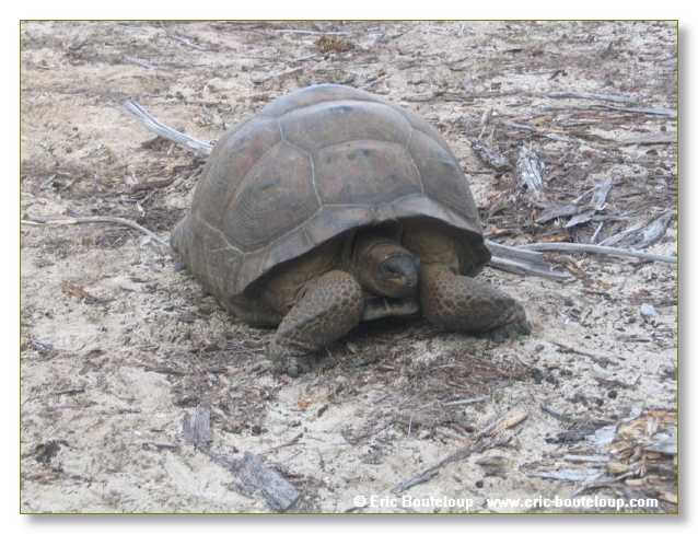 055_SEYCHELLES_2005_Mahe_