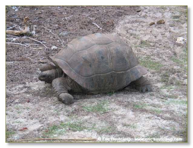 062_SEYCHELLES_2005_Mahe_