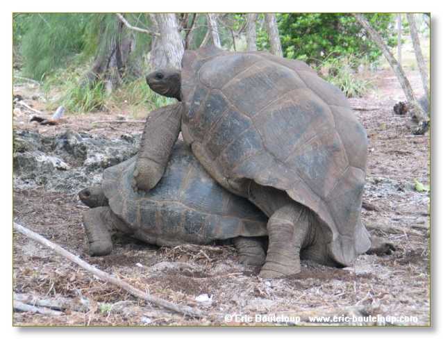 066_SEYCHELLES_2005_Mahe_