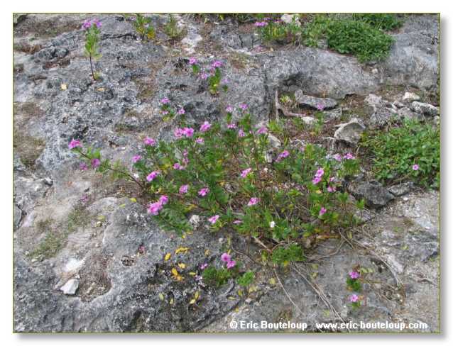 077_SEYCHELLES_2005_Mahe_