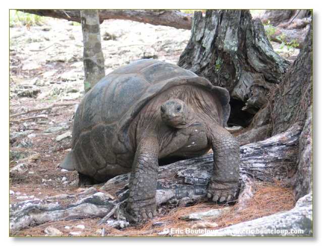 081_SEYCHELLES_2005_Mahe_