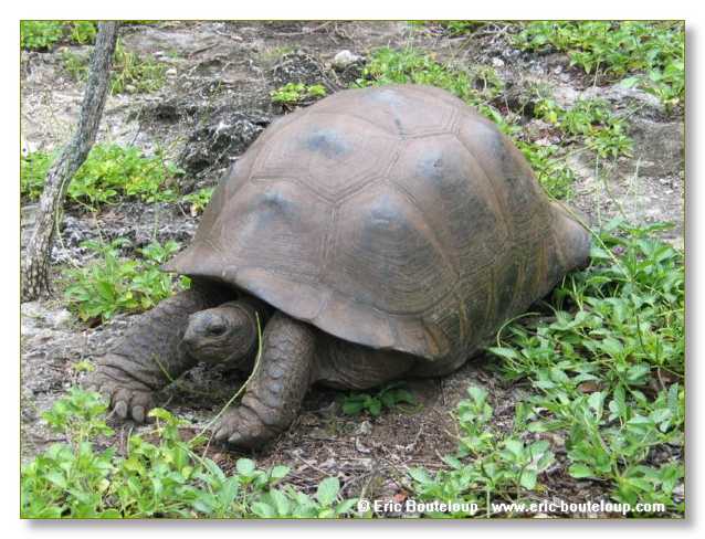 082_SEYCHELLES_2005_Mahe_
