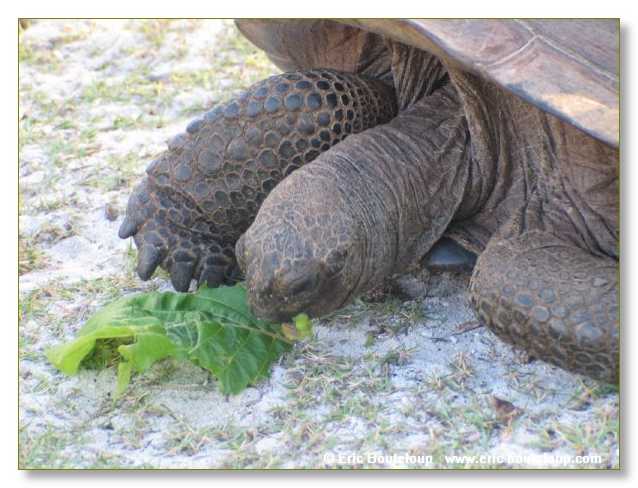 116_SEYCHELLES_2005_Mahe_