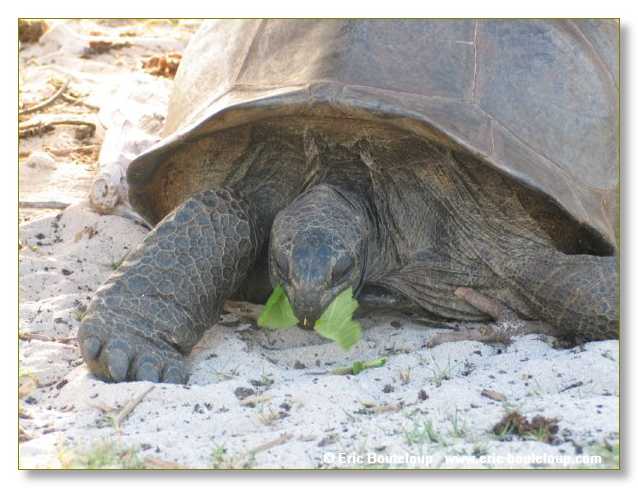 117_SEYCHELLES_2005_Mahe_